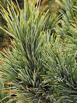 Blaue Zirbelkiefer, Pinus cembra 'Glauca' kaufen im Online-Shop der Bohlken Baumschulen
