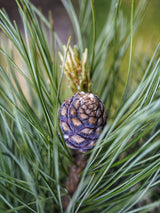 Blaue Zirbelkiefer, Pinus cembra 'Glauca' kaufen im Online-Shop der Bohlken Baumschulen
