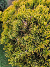 Berg-Kiefer 'Carsten's Wintergold', Pinus mugo 'Carsten's Wintergold' im Onlineshop der Bohlken Baumschulen
