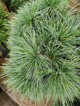 Weymouths-Kiefer, Hänge-Seidenkiefer, Pinus strobus 'Niagara Falls' kaufen im Online-Shop der Bohlken Baumschulen
