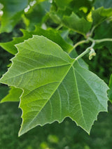 Artikelbild für Ahornblättrige Platane 'Alphen's Globe' im Online-Shop der Bohlken Baumschulen