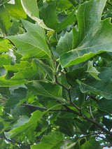 Artikelbild für Ahornblättrige Platane 'Alphen's Globe' im Online-Shop der Bohlken Baumschulen