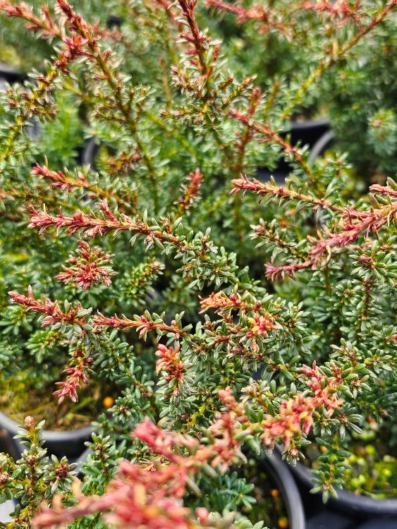 Jetzt Alpen-Steineibe 'Red Tip' online kaufen bei Bohlken Pflanzenversand   Bohlken Pflanzenversand GbR