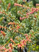 Alpen-Steineibe, Podocarpus lawrencei 'Red Tip' kaufen im Online-Shop der Bohlken Baumschulen