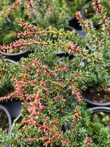 Alpen-Steineibe, Podocarpus lawrencei 'Red Tip' kaufen im Online-Shop der Bohlken Baumschulen
