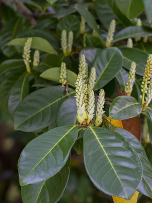 Artikelbild Säulen-Kirschlorbeer/ Prunus laurocerasus 'Genolia' ® im Online-Shop der Bohlken Baumschulen