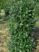 Artikelbild Säulen-Kirschlorbeer/ Prunus laurocerasus 'Genolia' ® im Online-Shop der Bohlken Baumschulen