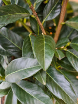 Artikelbild Säulen-Kirschlorbeer/ Prunus laurocerasus 'Genolia' ® im Online-Shop der Bohlken Baumschulen