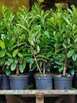 Bild von Kirschlorbeer 'Novita' im Onlineshop von Bohlken Pflanzenversand GbR