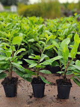 Bild von Kirschlorbeer 'Novita' im Onlineshop von Bohlken Pflanzenversand GbR