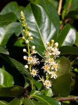 Bild von Kirschlorbeer 'Novita' im Onlineshop von Bohlken Pflanzenversand GbR