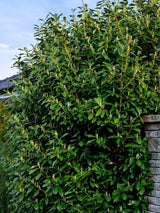 Bild von Kirschlorbeer 'Novita' im Onlineshop von Bohlken Pflanzenversand GbR