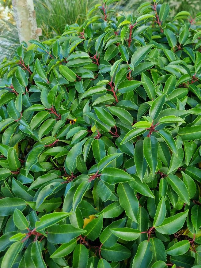 Jetzt Portugiesischer Kirschlorbeer 'Angustifolia' online kaufen bei  Bohlken Pflanzenversand – Bohlken Pflanzenversand GbR