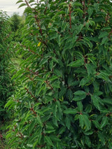 Bild von Portugiesischer Kirschlorbeer 'Angustifolia' im Onlineshop von Bohlken Pflanzenversand GbR