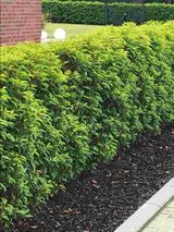 Bild von Portugiesischer Kirschlorbeer 'Angustifolia' im Onlineshop von Bohlken Pflanzenversand GbR