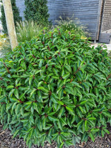 Bild von Portugiesischer Kirschlorbeer 'Angustifolia' im Onlineshop von Bohlken Pflanzenversand GbR