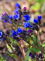 Schmalblättriges Lungenkraut 'Blue Ensign', Pulmonaria dacica 'Blue Ensign' kaufen im Online-Shop der Bohlken Baumschulen