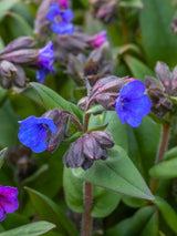 Schmalblättriges Lungenkraut 'Blue Ensign', Pulmonaria dacica 'Blue Ensign' kaufen im Online-Shop der Bohlken Baumschulen