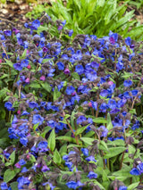 Schmalblättriges Lungenkraut 'Blue Ensign', Pulmonaria dacica 'Blue Ensign' kaufen im Online-Shop der Bohlken Baumschulen