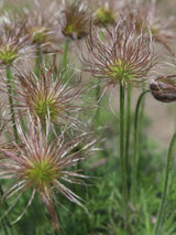 Küchenschelle, Kuhschelle, Pulsatilla vulgaris 'Alba' kaufen im Online-Shop der Bohlken Baumschulen