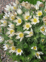 Küchenschelle, Kuhschelle, Pulsatilla vulgaris 'Alba' kaufen im Online-Shop der Bohlken Baumschulen