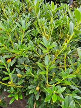 Rhododendron micranthum 'Bloombux' ® Magenta kaufen im Online-Shop der Bohlken Baumschulen