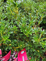 Rhododendron micranthum 'Bloombux' ® Magenta kaufen im Online-Shop der Bohlken Baumschulen