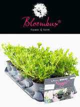 Rhododendron micranthum 'Bloombux' ® kaufen im Online-Shop der Bohlken