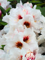 Rhododendron yakushimanum 'Bohlkens Snow Fire' kaufen im Online-Shop der Bohlken Baumschulen