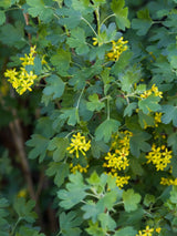 Artikelbild für Goldjohannisbeere, Ribes aureum im Online-Shop der Bohlken Baumschulen