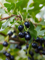 Artikelbild für Goldjohannisbeere, Ribes aureum im Online-Shop der Bohlken Baumschulen