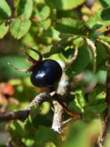 Dünenrose, Bibernellrose, Rosa pimpinellifolia kaufen im Online-Shop der Bohlken Baumschulen