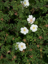 Dünenrose, Bibernellrose, Rosa pimpinellifolia kaufen im Online-Shop der Bohlken Baumschulen