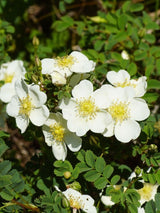 Dünenrose, Bibernellrose, Rosa pimpinellifolia kaufen im Online-Shop der Bohlken Baumschulen
