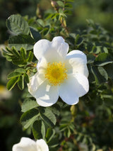 Dünenrose, Bibernellrose, Rosa pimpinellifolia kaufen im Online-Shop der Bohlken Baumschulen