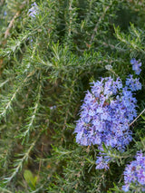 Bild von Rosmarin 'Prostratus' im Onlineshop von Bohlken Pflanzenversand GbR