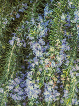 Bild von Rosmarin 'Prostratus' im Onlineshop von Bohlken Pflanzenversand GbR