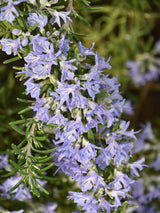 Bild von Rosmarin 'Prostratus' im Onlineshop von Bohlken Pflanzenversand GbR