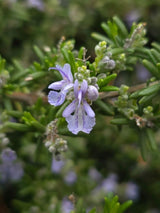 Bild von Rosmarin 'Prostratus' im Onlineshop von Bohlken Pflanzenversand GbR