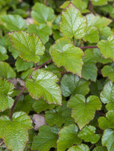 Chinesische Brombeere, Dreifarbige Himbeere, Rubus tricolor kaufen im Online-Shop der Bohlken Baumschulen