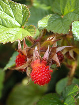 Chinesische Brombeere, Dreifarbige Himbeere, Rubus tricolor kaufen im Online-Shop der Bohlken Baumschulen