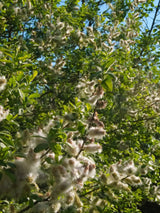 Ohrweide, Salbeiweide, Salix aurita kaufen im Online-Shop der Bohlken Baumschulen