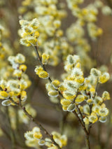 Salweide, Palmweide, Salix caprea im Onlineshop der Bohlken Baumschulen