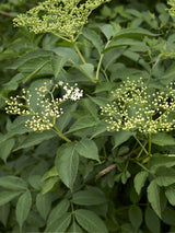 Artikelbild für Holunder Sambucus nigra im Online-Shop der Bohlken Baumschulen