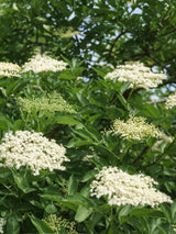 Artikelbild für Holunder Sambucus nigra im Online-Shop der Bohlken Baumschulen