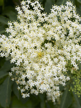 Artikelbild für Holunder Sambucus nigra im Online-Shop der Bohlken Baumschulen