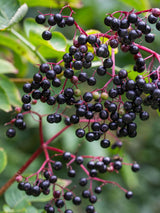 Artikelbild für Holunder Sambucus nigra im Online-Shop der Bohlken Baumschulen