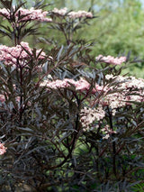 Artikelbild für Schwarzen Holunder / Sambucus nigra 'Black Lace' ® im Online-Shop der Bohlken Baumschulen