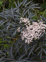 Artikelbild für Schwarzen Holunder / Sambucus nigra 'Black Lace' ® im Online-Shop der Bohlken Baumschulen