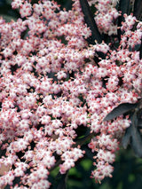 Artikelbild für Schwarzen Holunder / Sambucus nigra 'Black Lace' ® im Online-Shop der Bohlken Baumschulen